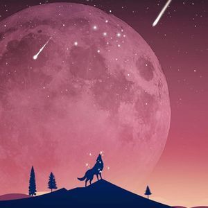 Meet your Posher, Rose